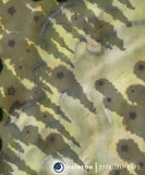 Forest Valley